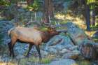 Bull elk scanning nearby meadow in the Rocky Mountains of Colorado Art Print
